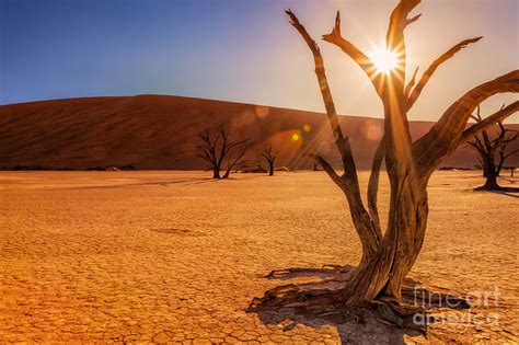 Dead Vlei Ii Photograph By Katka Pruskova