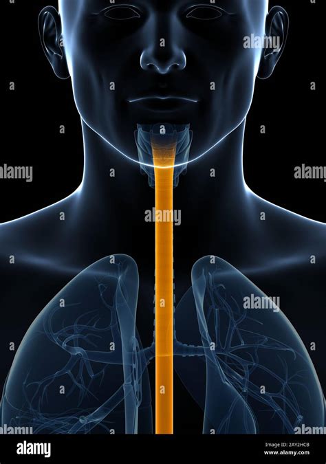 3d Rendered Illustration Of The Esophagus Stock Photo Alamy