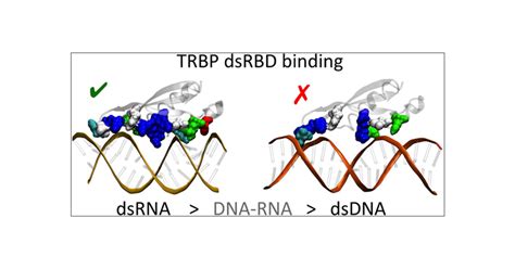 Substrate Recognition And Specificity Of Double Stranded Rna Binding