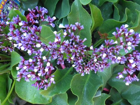 Perennial Statice Landsdale Plants