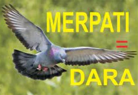 Perbedaan Burung Dara Dan Merpati Homecare