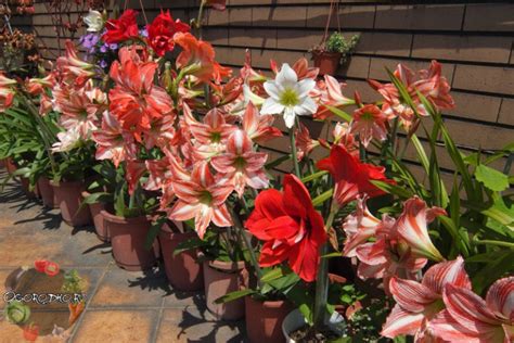 Амариллис – уход в домашних условиях, болезни и вредители, зимовка + фото