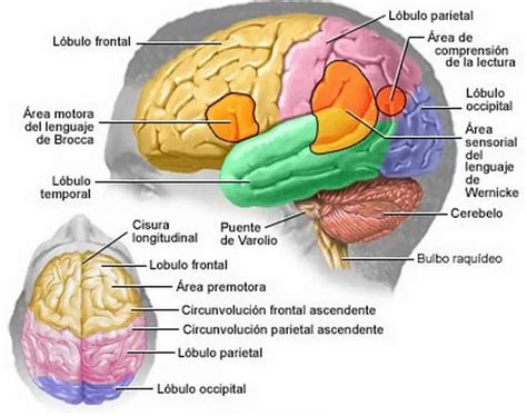 ¿cómo Funciona El Cerebro Como Funciona Que