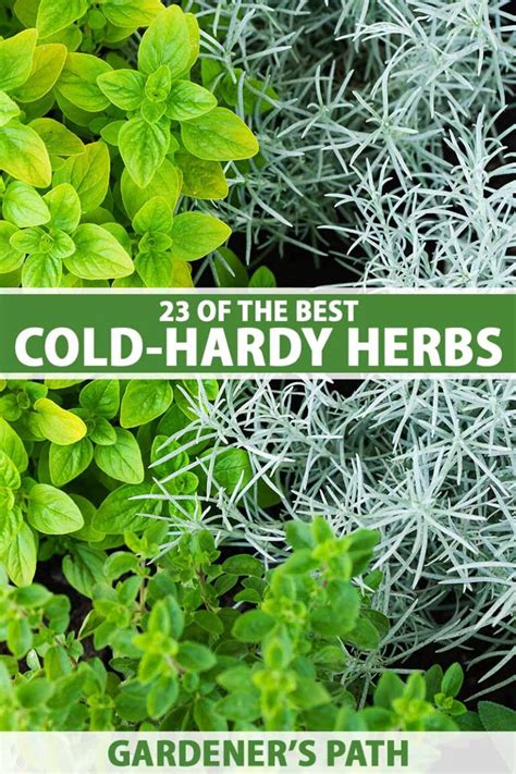 23 Cold Hardy Herbs That Survive Winter Gardeners Path