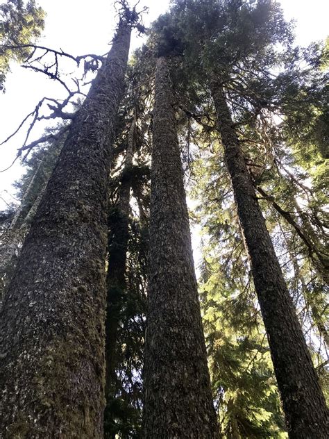 Surprise Creek Trail To Surprise And Glacier Lakes Washington Alltrails