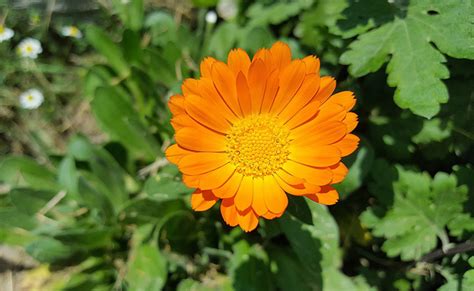 Souci Calendula Officinalis Fleur Semis Et Culture Au Jardin