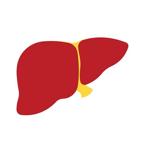 Liver Clipart