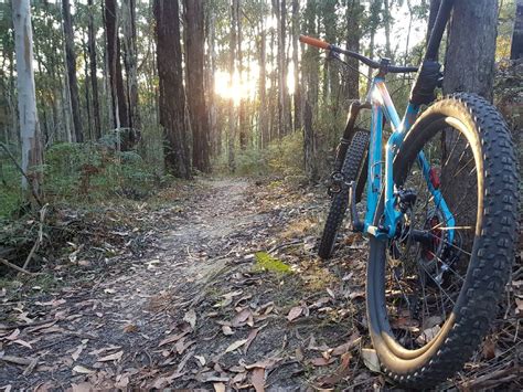 Mistrețul teribil cade cu bicicleta în pădure ZIAREONLINE