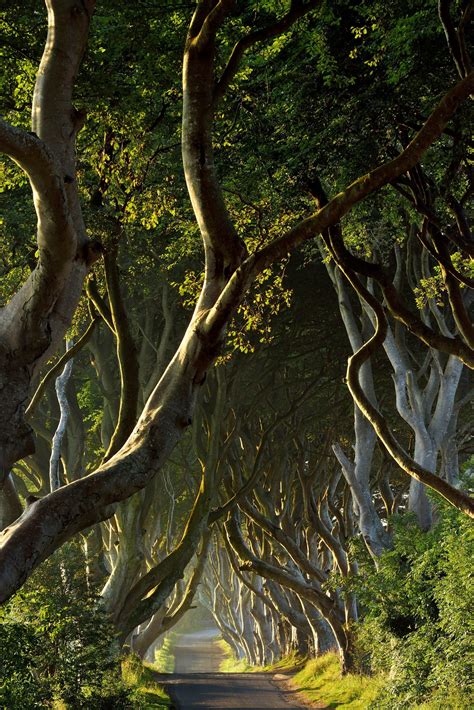 The Dark Hedges In Northern Ireland—which Game Of Thrones Fans May