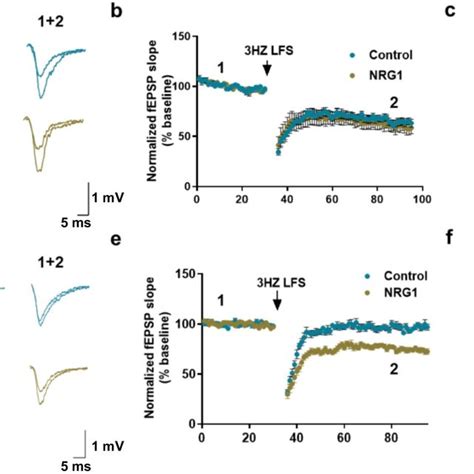 Nrg1 Facilitates The Induction Of Long Term Depression In The