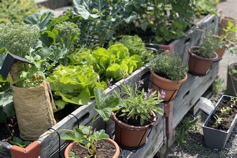 Urban Gardening Tipps Für Einen Grünen Daumen Loumalou