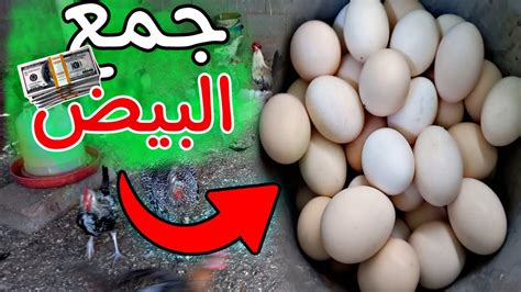 جمع بيض الدجاج 🐔وصفة زيادة إنتاج البيض 💛 Youtube