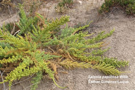 Salsola papillosa Willk Pabellón de Historia Natural PHN