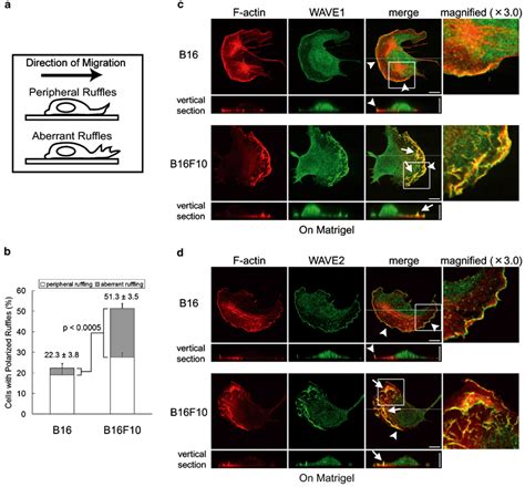 Wave And Wave Localization In Membrane Ruffles In B And B F