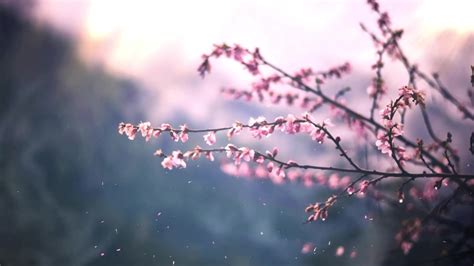 Sakura Tree Live Wallpaper - MoeWalls