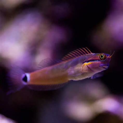 Tail Spot Blenny Fish And Coral Store