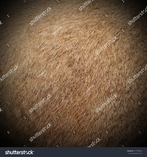 Real Cougar Mountain Lion Puma Concolor Textured Fur Image Taken