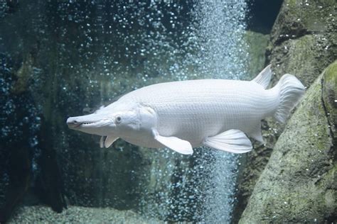 Premium Photo Isolated White Alligator Gar Swimming Under Water Stock