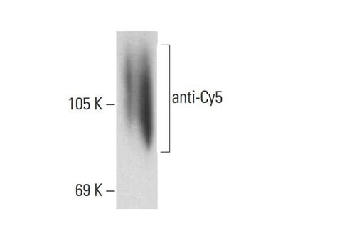 anti-Cy5 Antibody (B-2) | SCBT - Santa Cruz Biotechnology