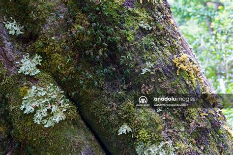 Argentina S Year Old Tree El Alerce Abuelo Anadolu Images