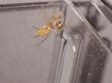 Need Help Identifying Jumping Spider R Jumpingspiders