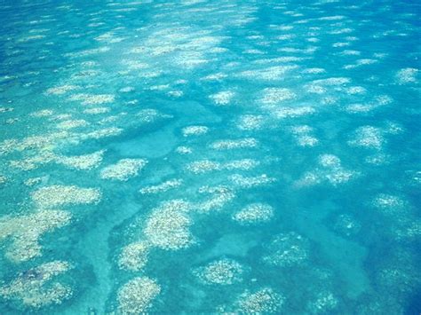 Helping The Great Barrier Reef What Can We Do What Should We Do