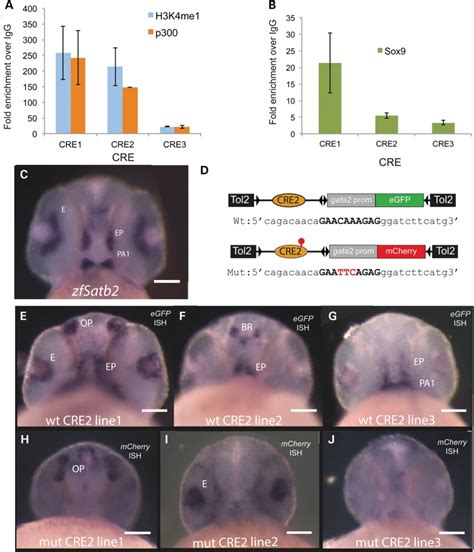 Expression Patterns Driven By Wild Type And Mutant Satb Cre In