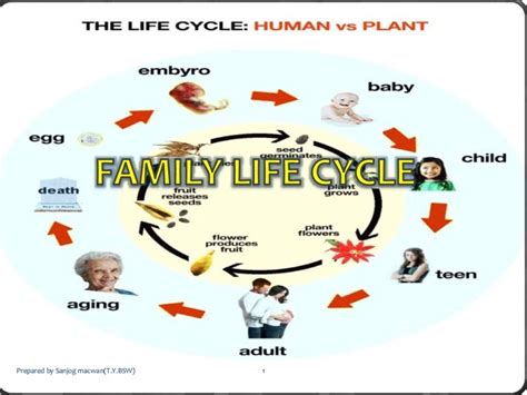 Family Life Cycle Chart