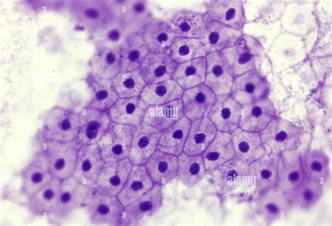 Ch Histology Basic Tissues Flashcards Quizlet