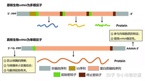 Rna Seq：测序原理之文库构建 知乎