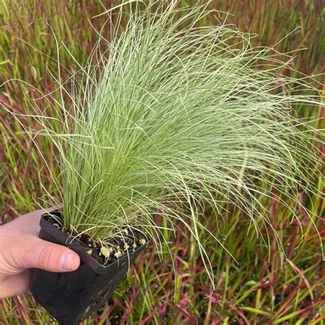 Carex Comans Frosted Curls New Zealand Hairy Sedge 35 Pot