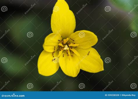 Flor De L Rio De Chuva Amarela Seu P Len Fresco Fecha Foto Foto De