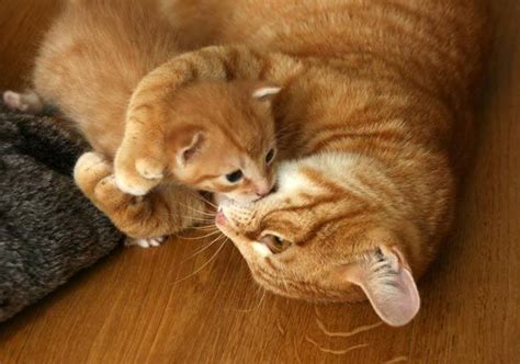 Theperfectworldwelcome Animals Orange Tabby Cats Crazy Cats