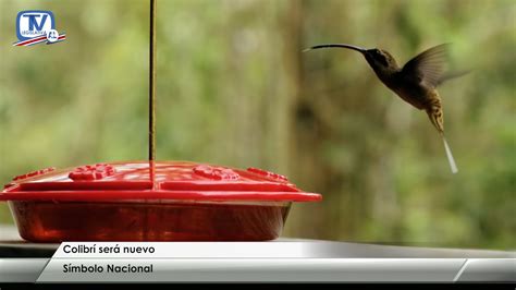 Colibrí sería nuevo Símbolo Nacional YouTube