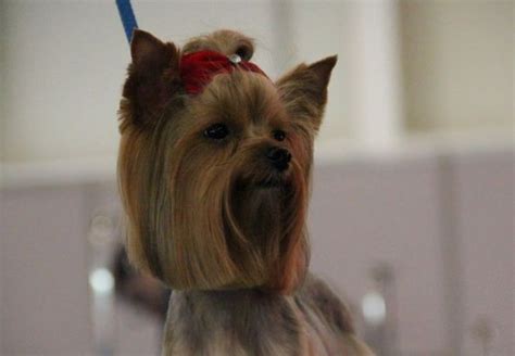 Yorkie Haircuts For Males And Females 60 Pictures Yorkielife In