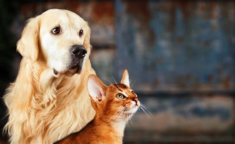 Castrar O Esterilizar Mascotas 4 Razones Para Hacerlo Clic Post