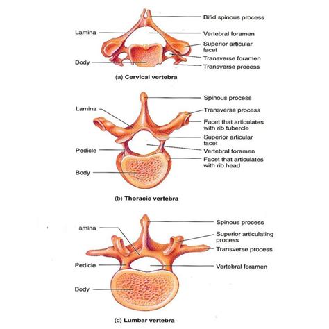 Medicohub Worldwide on Instagram: “The Anatomy Of Vertebrae !! Follow ...