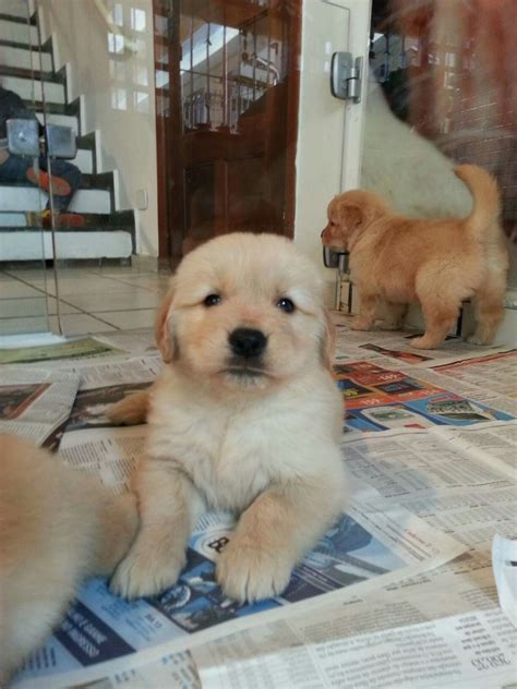 Hermosos Cachorros Golden Retriever 500 000 En Mercado Libre