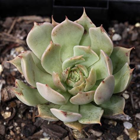 Graptoveria – Kenthurst Succulents