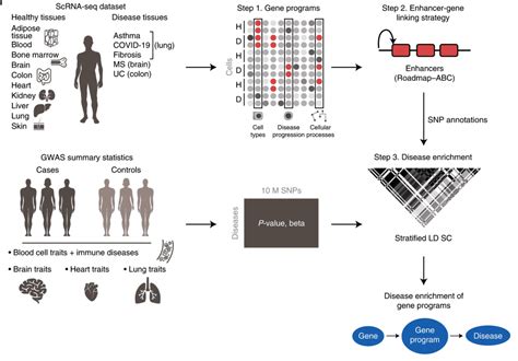 Single Cell RNA Sequencing And GWAS Data Integration Discover New