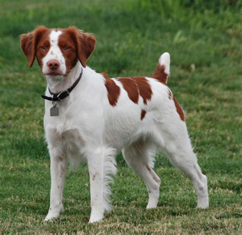 Brittany Dog Info Temperament Puppies Pictures