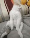 Cat Sleeping GIF - Cat Sleeping Sleepy - Discover & Share GIFs