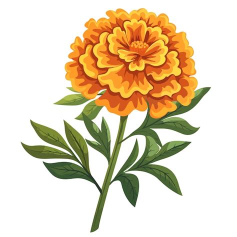 Premium Vector Marigold Flowers