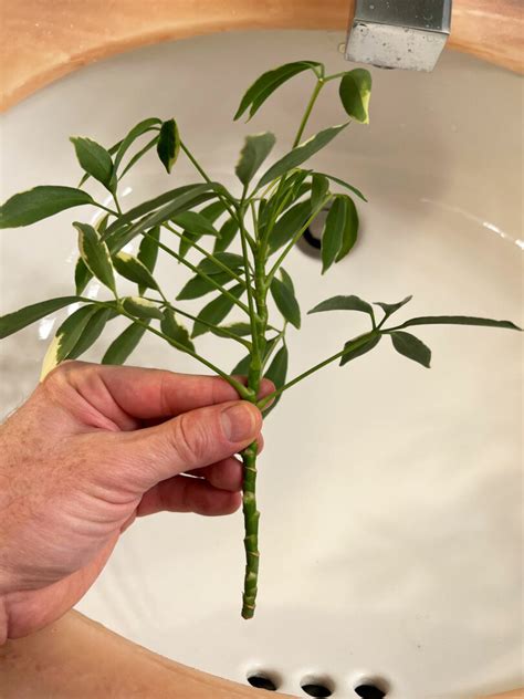 How To Propagate Umbrella Plant Easy Methods