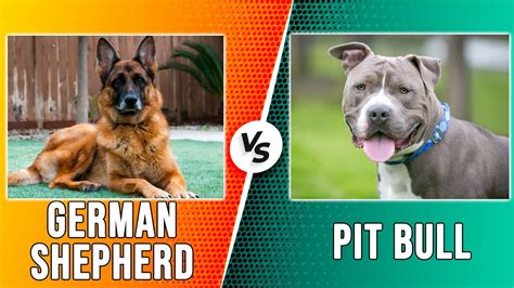 German Shepherd Vs Pit Bull Key Differences You Need To Know Which