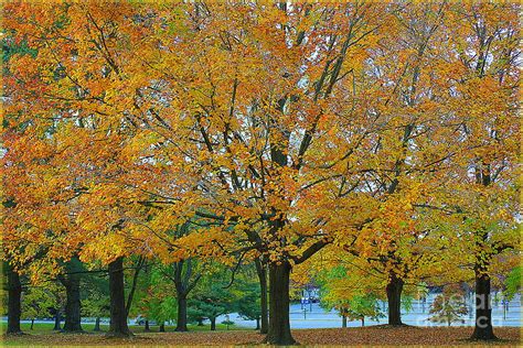 A Golden Autumn Photograph By Dora Sofia Caputo Fine Art America