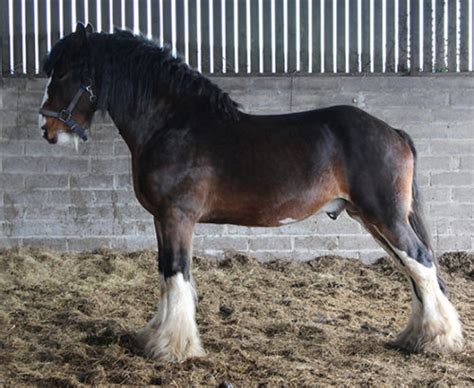 stallion  stud waterfall shires
