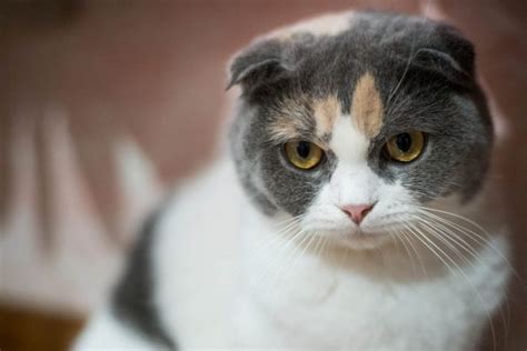 What Is A Dilute Calico Cat Cat World