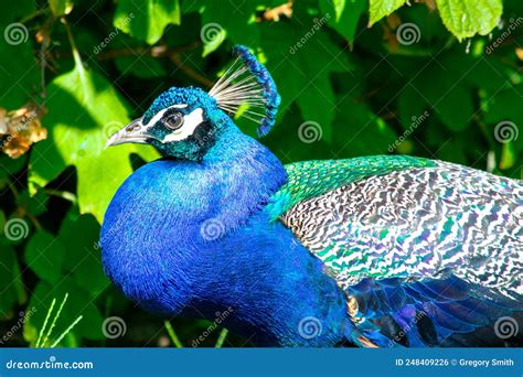 Perfil De Un Pavo Real Macho Foto De Archivo Imagen De Azul Aviar