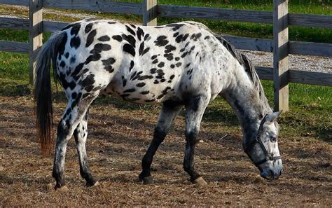 9 Spotted Horse Breeds Guaranteed To Get You Noticed! – Horse FactBook